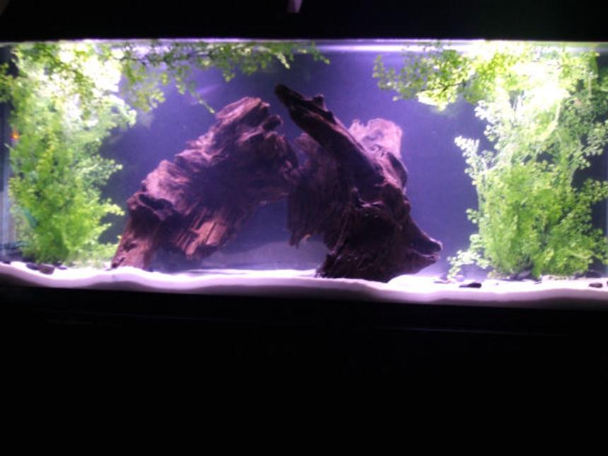 Rated #206: 55 Gallons Freshwater Fish Tank - My Fishy Tank