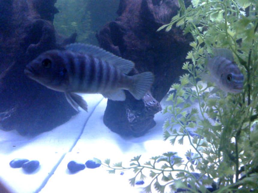 Rated #560: Freshwater Fish - Metriaclima Callainos - Cobalt Blue Zebra Cichlid Stocking In 55 Gallons Tank - Another Fishy Shot
