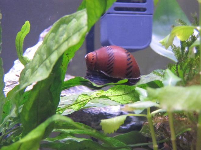 corals inverts - nerita sp. - nerite snail stocking in 16 gallons tank - Freshwater Tracked Nerite Snail on Java Fern
