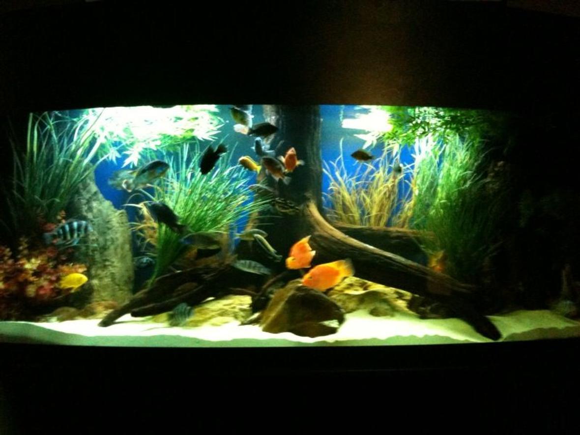 175 gallons freshwater fish tank (mostly fish and non-living decorations) - updated 175 gallon bowfront. march 22, 2010