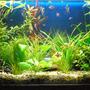60 gallons planted tank (mostly live plants and fish) - Photo 1