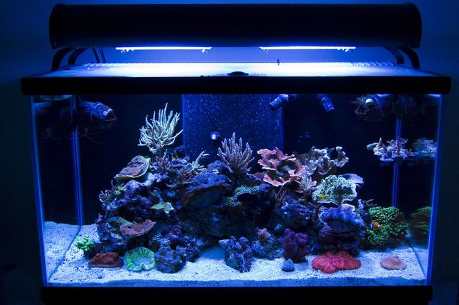 58 gallons reef tank (mostly live coral and fish) - new tank, new equipment, its all new. pic taken 3-4-10.