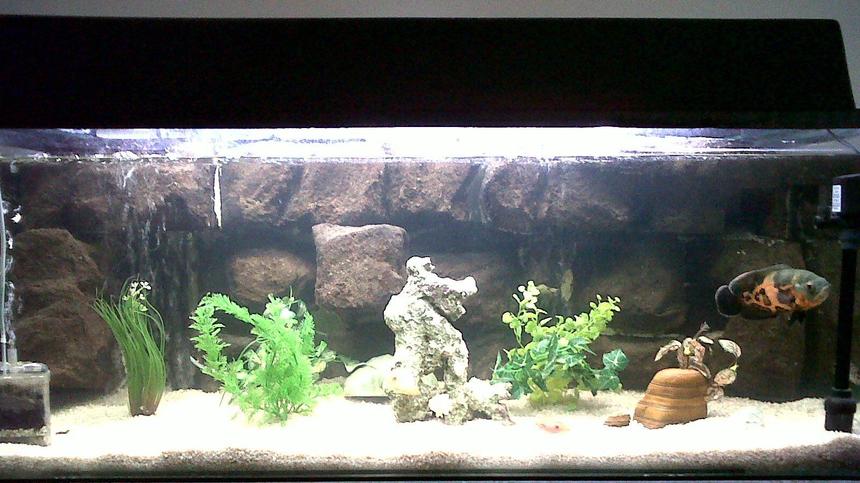 Rated #155: 60 Gallons Freshwater Fish Tank - Tropical fish tank