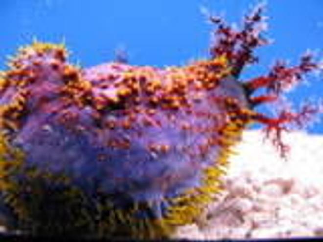 corals inverts - pentacta anceps - spiny sea cucumber - avatar