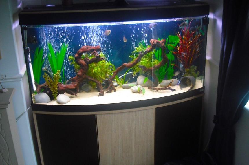 Rated #106: 120 Gallons Freshwater Fish Tank - Just a random shot, will put up some better ones.