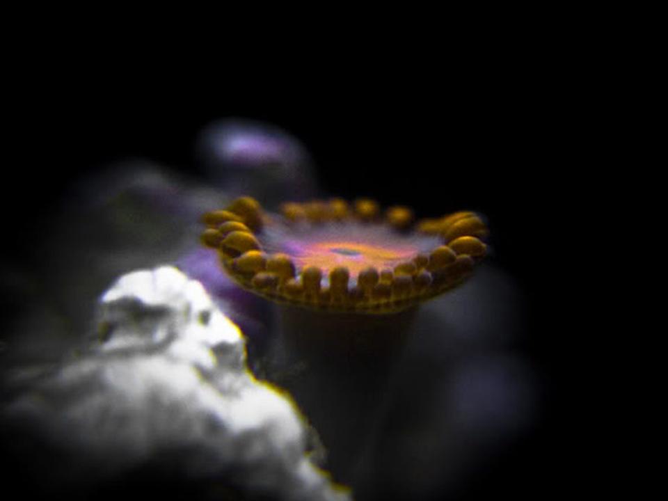 corals inverts - zoanthus sp. - bam bam orange zoanthid stocking in 90 gallons tank - Bam Bam orange Zoanthid