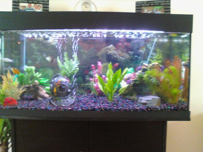 36 gallons freshwater fish tank (mostly fish and non-living decorations) - this was my set up before my chiclids