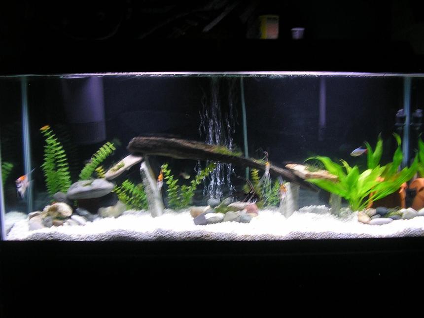 Rated #109: 55 Gallons Freshwater Fish Tank - 55 gallon tank 5 angelfish,4columbian tetra,1rainbowshark,1pleco