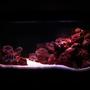 90 gallons freshwater fish tank (mostly fish and non-living decorations) - Simple RED rocks!