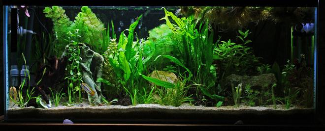 20 gallons planted tank (mostly live plants and fish) - 100 litre tank, heavily planted primarily set up for 3 pairs of Apistogramma. Also home to pair of Ancistrus. Bog wood and plants all real - six caves, subtrate is a mix of aquarium sand and coral sand (to buffer).