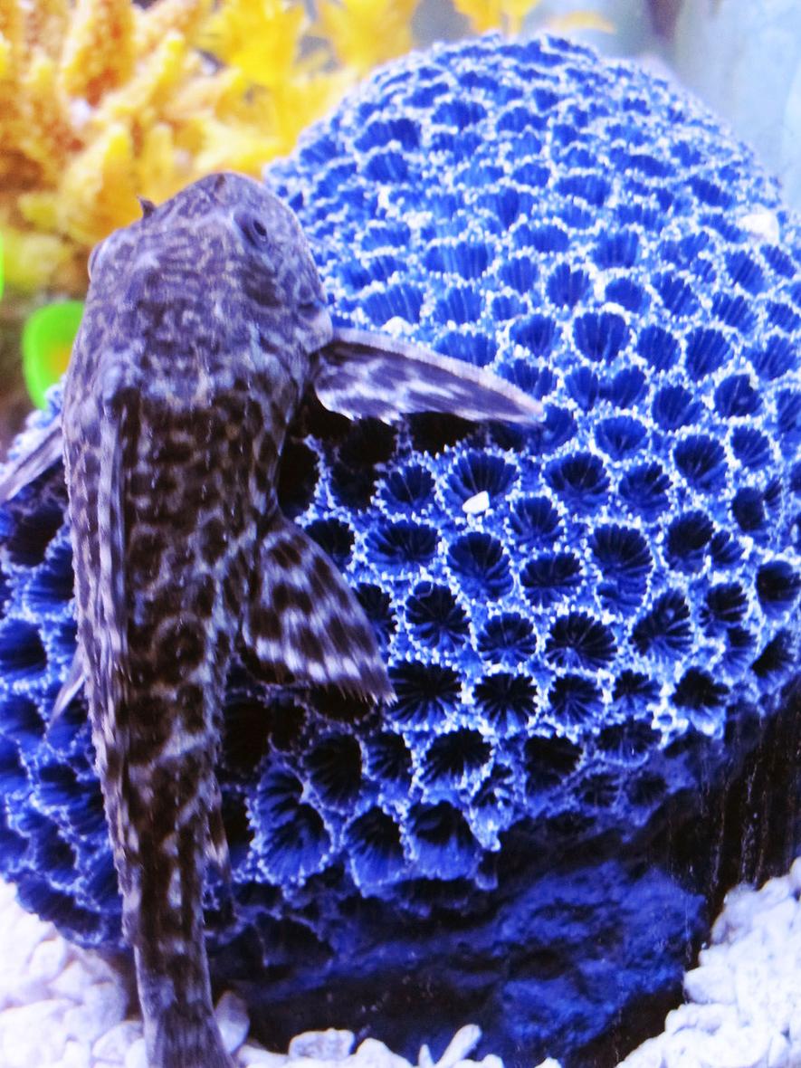 Rated #109: Freshwater Fish - Hypostomus Punctatus - Common Pleco Stocking In 75 Gallons Tank