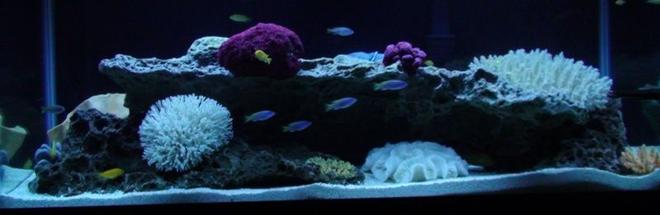 75 gallons freshwater fish tank (mostly fish and non-living decorations) - My first fish tank.