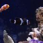 fish tank picture - Misc.