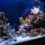 90 gallons reef tank (mostly live coral and fish) - Misc.