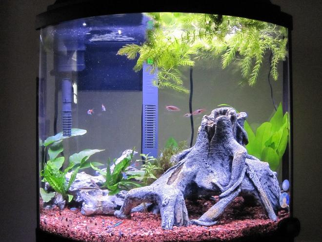 16 gallons freshwater fish tank (mostly fish and non-living decorations) - 16 Gallon Bow Front 6 Weeks Young