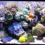 120 gallons reef tank (mostly live coral and fish) - 2 yrs old - 2010 March