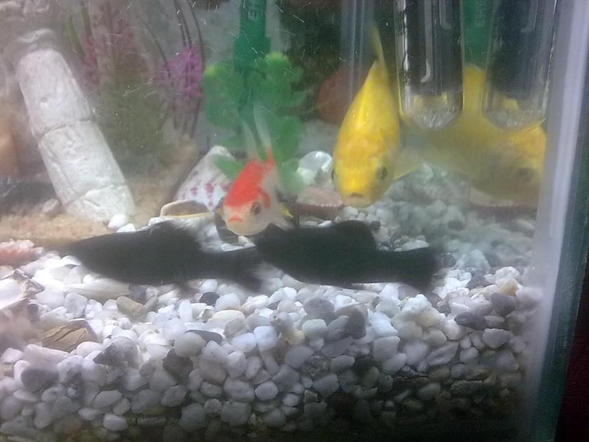 Rated #368: 25 Gallons Freshwater Fish Tank - my tank