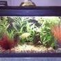 12 gallons planted tank (mostly live plants and fish) - Small is beautiful