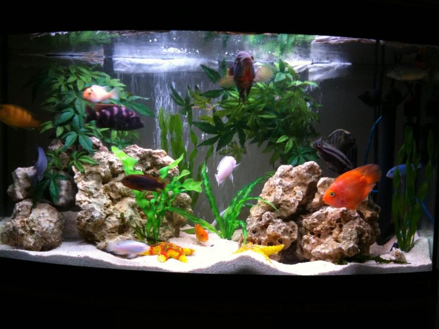 Rated #131: 48 Gallons Freshwater Fish Tank - Just Cichlids, Ocean rock and fake plants.