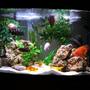 48 gallons freshwater fish tank (mostly fish and non-living decorations) - Just Cichlids, Ocean rock and fake plants.