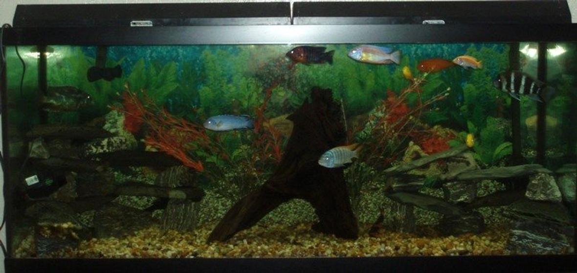 120 gallons freshwater fish tank (mostly fish and non-living decorations) - My 120 gallon african cichlid tank