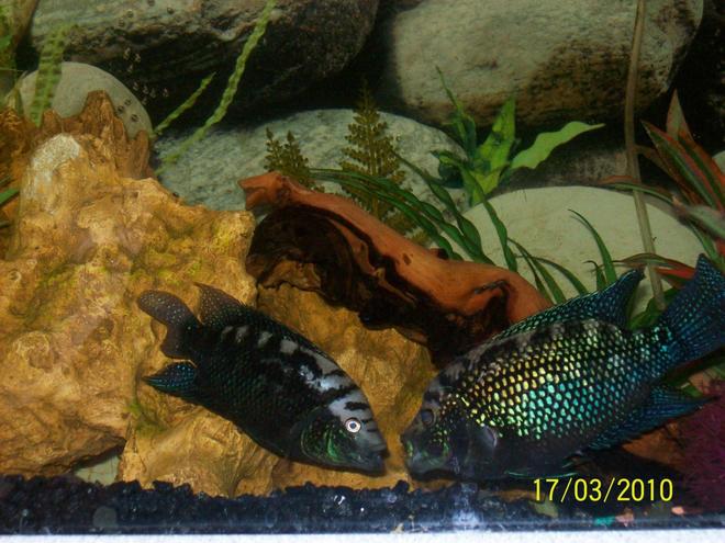 freshwater fish - nandopsis octofasciatum - jack dempsey stocking in 55 gallons tank - my dempseys fighting after i stole their babies.