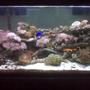 75 gallons reef tank (mostly live coral and fish) - Trying to let the ecosystem develop as naturally as possible. Simplest of tank designs, 75 gallon tank with 2 hang on the back Aqueon 40 filters, 2 T-5 coralif combo lights, 2 Koralia #2 powerheads. This tank has been up and running for 1 1/2 years.