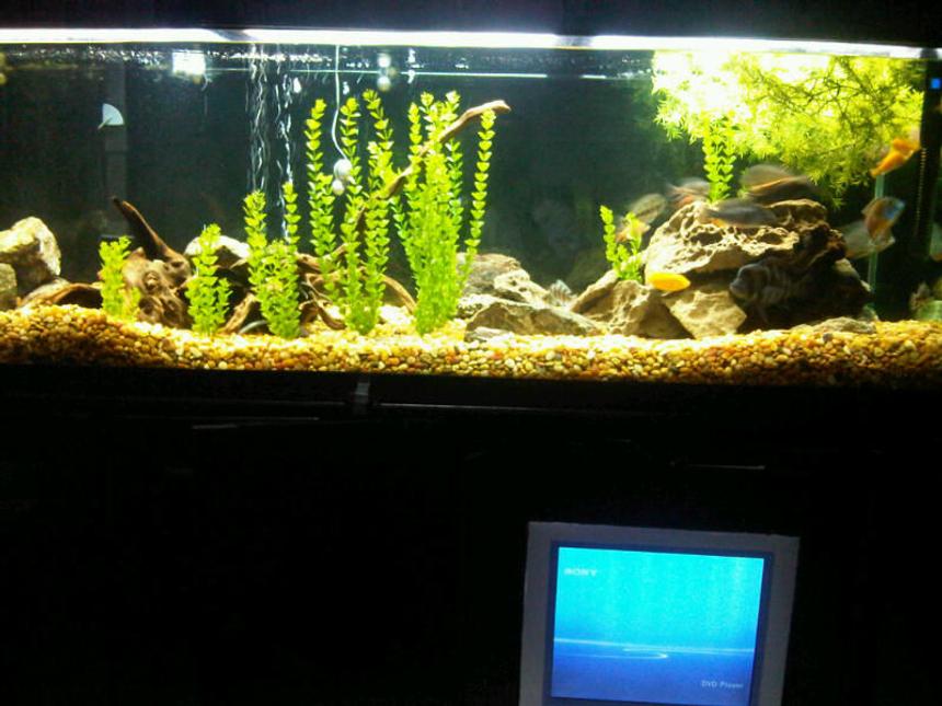 Rated #230: 180 Gallons Freshwater Fish Tank - my 180 gallon African Cichlids tank