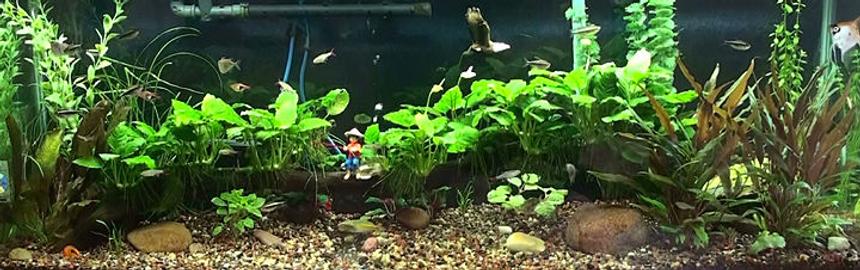 Rated #61: 55 Gallons Planted Tank - Redone 55gal -switched over to planted tank. Have one male krib (female died), black neons, redfinned tetras, rasboras, cories, hatchet fish, boesmani rainbows, and otos. Rena XP2 filter, river decor with air bubbles, driftwood with anubius, sword, bacopa, cryptoccoryne, mini sword,sagittaria, fake cabomba because I can't grow that one, and a couple of fake low round leaf plants. Ecocomplete is substrate with some natural medium gravel.