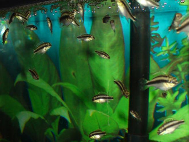 freshwater fish - pelvicachromis pulcher - kribensis cichlid stocking in 55 gallons tank - 18 gal tall with about 30 baby kribs