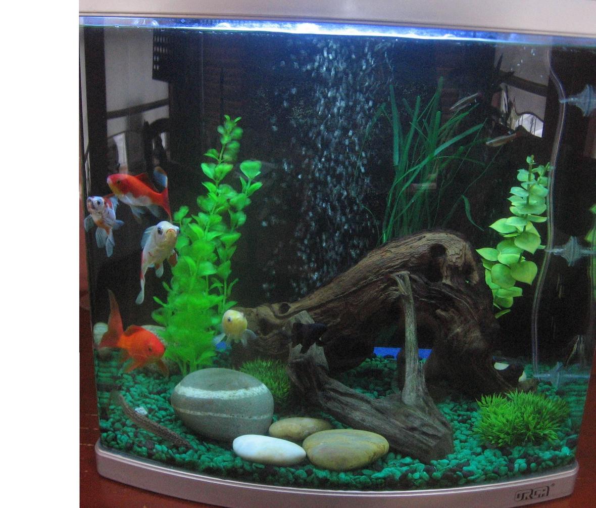 fish tank picture - Front veiw.