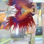 freshwater fish - betta splendens - crown tail betta stocking in 16 gallons tank - My Betta