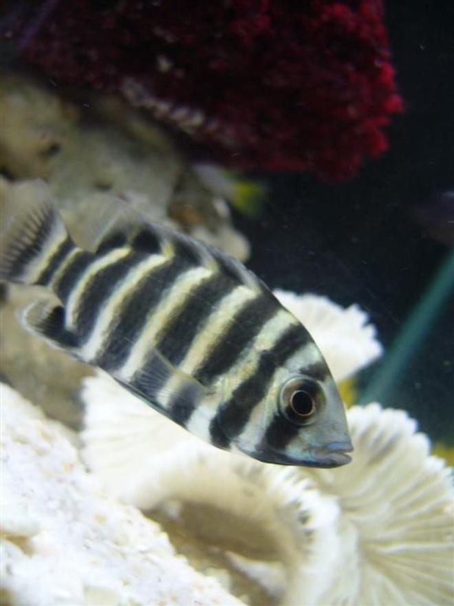 freshwater fish - tilapia butterkofferi - buttikoferi cichlid stocking in 16 gallons tank - Yellow Lab