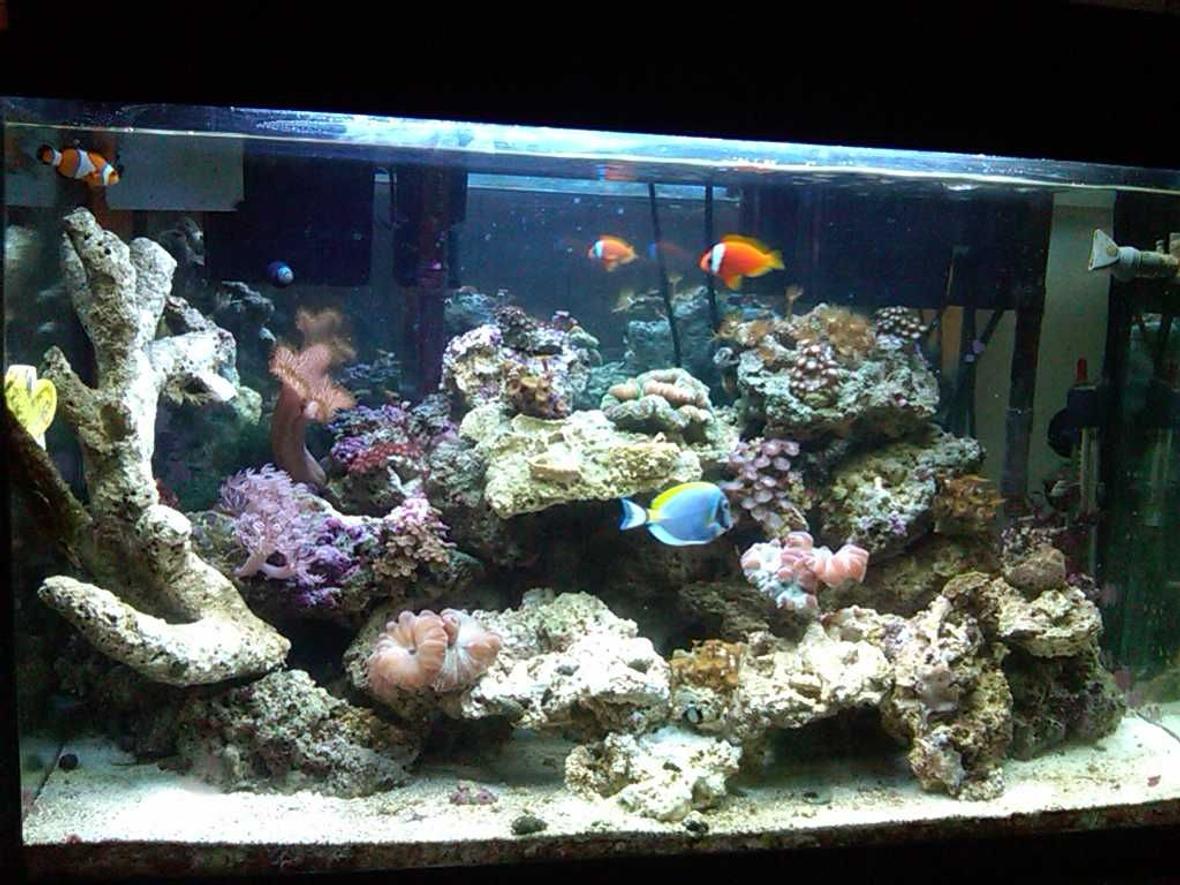 30 gallons saltwater fish tank (mostly fish, little/no live coral) - L-Tank3