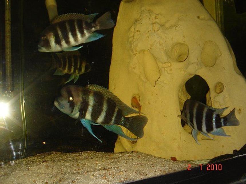 Rated #93: Freshwater Fish - Cyphotilapia Frontosa - Frontosa Cichlid Stocking In 75 Gallons Tank - My Fronts