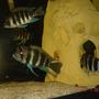 freshwater fish - cyphotilapia frontosa - frontosa cichlid stocking in 75 gallons tank - My Fronts