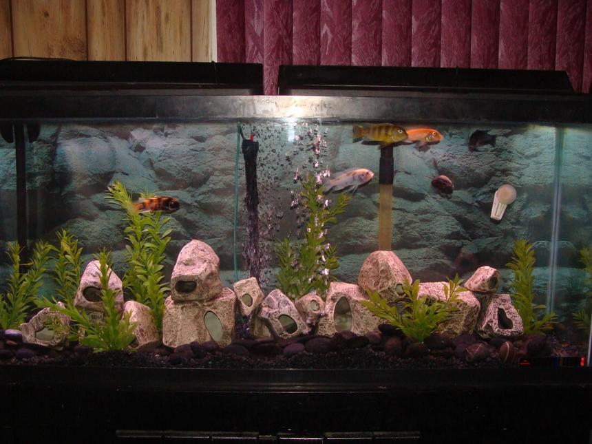 Rated #259: 55 Gallons Freshwater Fish Tank - fish tank
