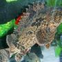 freshwater fish - notesthes robusta - bullrout stonefish stocking in 400 gallons tank - "Karn" My Bullrout Stonefish (poisonous)