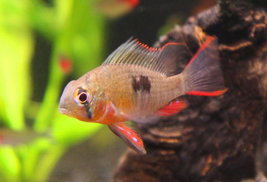 Rated #22: Freshwater Fish - Microgeophagus Altispinosa - Bolivian Ram Stocking In 20 Gallons Tank - Bolivian Ram - Princess (I hope it's a girl)