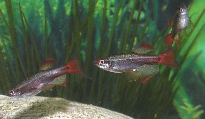 freshwater fish - tanichthys albonubes - long fin white cloud stocking in 30 gallons tank - Long Finned White Clouds
