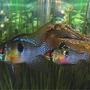 freshwater fish - papiliochromis ramirezi - german blue ram stocking in 30 gallons tank - German Blue Ram pair