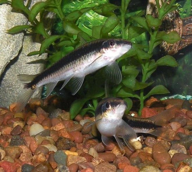 freshwater fish - crossocheilus siamensis - siamese algae eater stocking in 30 gallons tank - Siamese Algae Eater