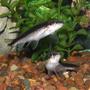 freshwater fish - crossocheilus siamensis - siamese algae eater stocking in 30 gallons tank - Siamese Algae Eater