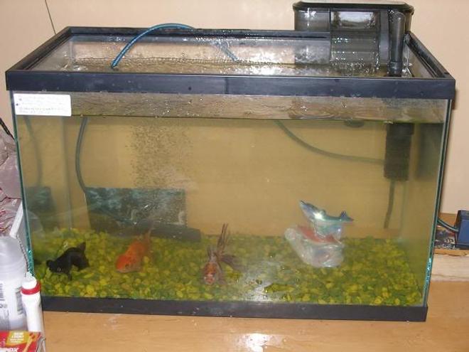 10 gallons freshwater fish tank (mostly fish and non-living decorations) - my beuytiful tank with my 3 favrite guys aahaha.