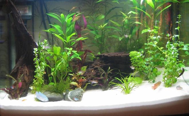 planted tank (mostly live plants and fish) - 90 litre planted tank

7 Ember tetras
5 Glowlight tetras
4 Neon tetras
2 Dwarf gouramis
3 Julii catfish
1 Upside-don catfish

Ambulia, Borneo sword, Ludwigia, Hygrophilia, Dwarf Sagittarius, Baby's tears, Java Moss, Lysamachia, Alteranthera Rosaefolia

Driftwood, white silica, JBL substrate