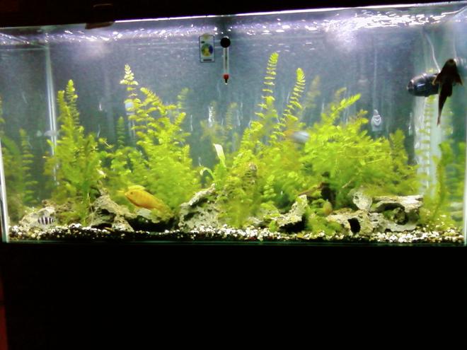 90 gallons freshwater fish tank (mostly fish and non-living decorations) - my cichlid tank
