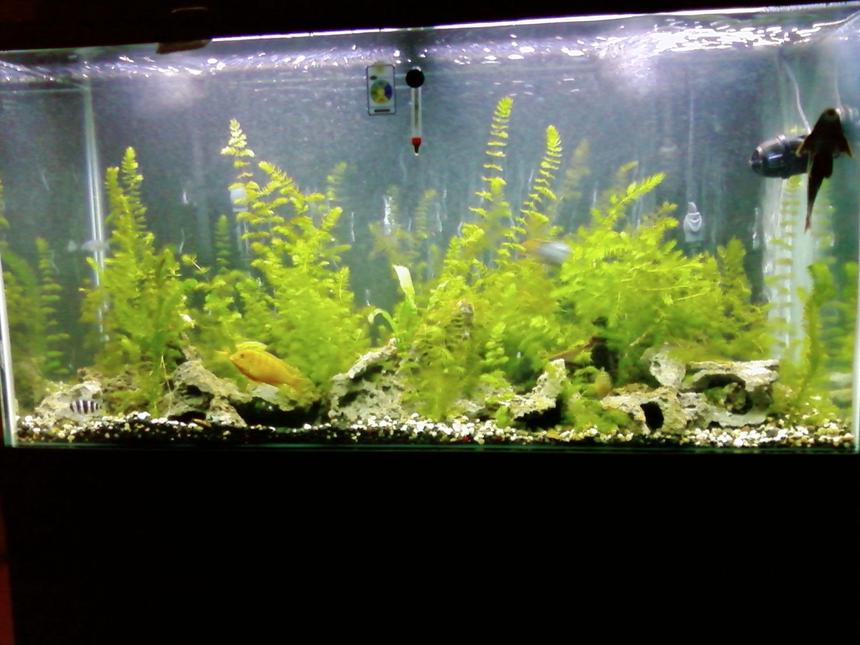 Rated #284: 90 Gallons Freshwater Fish Tank - my cichlid tank
