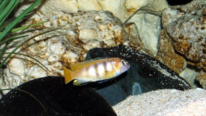 freshwater fish - pseudotropheus saulosi - saulos's mbuna stocking in 90 gallons tank - Juvenille male P. Saulosi