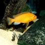 freshwater fish - pseudotropheus estherae - red zebra cichlid stocking in 90 gallons tank - Red Zebra