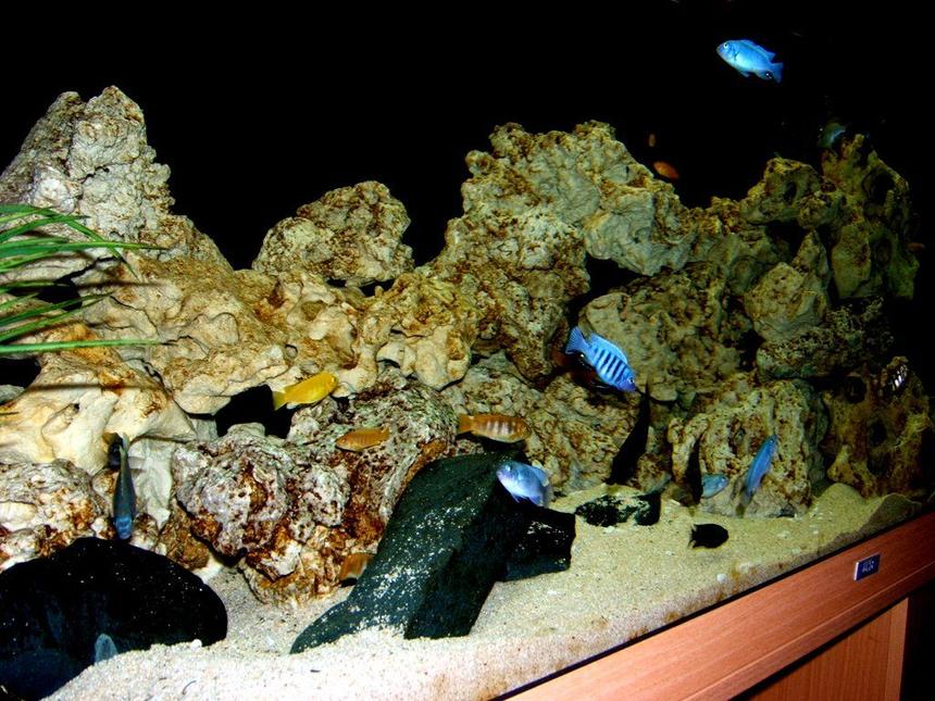 Rated #96: 90 Gallons Freshwater Fish Tank - malawi tank